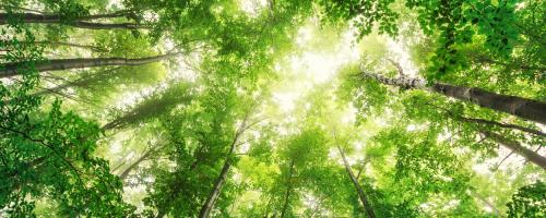 Image looking upward into a canopy of deciduous trees with sunlight shining through